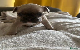 French Bulldog dogs for sale: Adorable French bulldog puppies for sale - Image 21