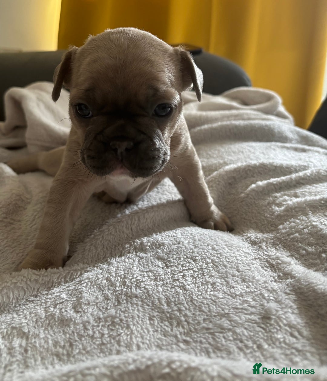 French Bulldog dogs for sale: Adorable French bulldog puppies for sale - Image 21