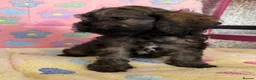 Cockapoo dogs for sale: Beautiful cockapoos 🐶🐶 ready now - Advert 8