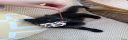 Mixed Breed cats for sale: Long haired kittens for sale  - Advert 11