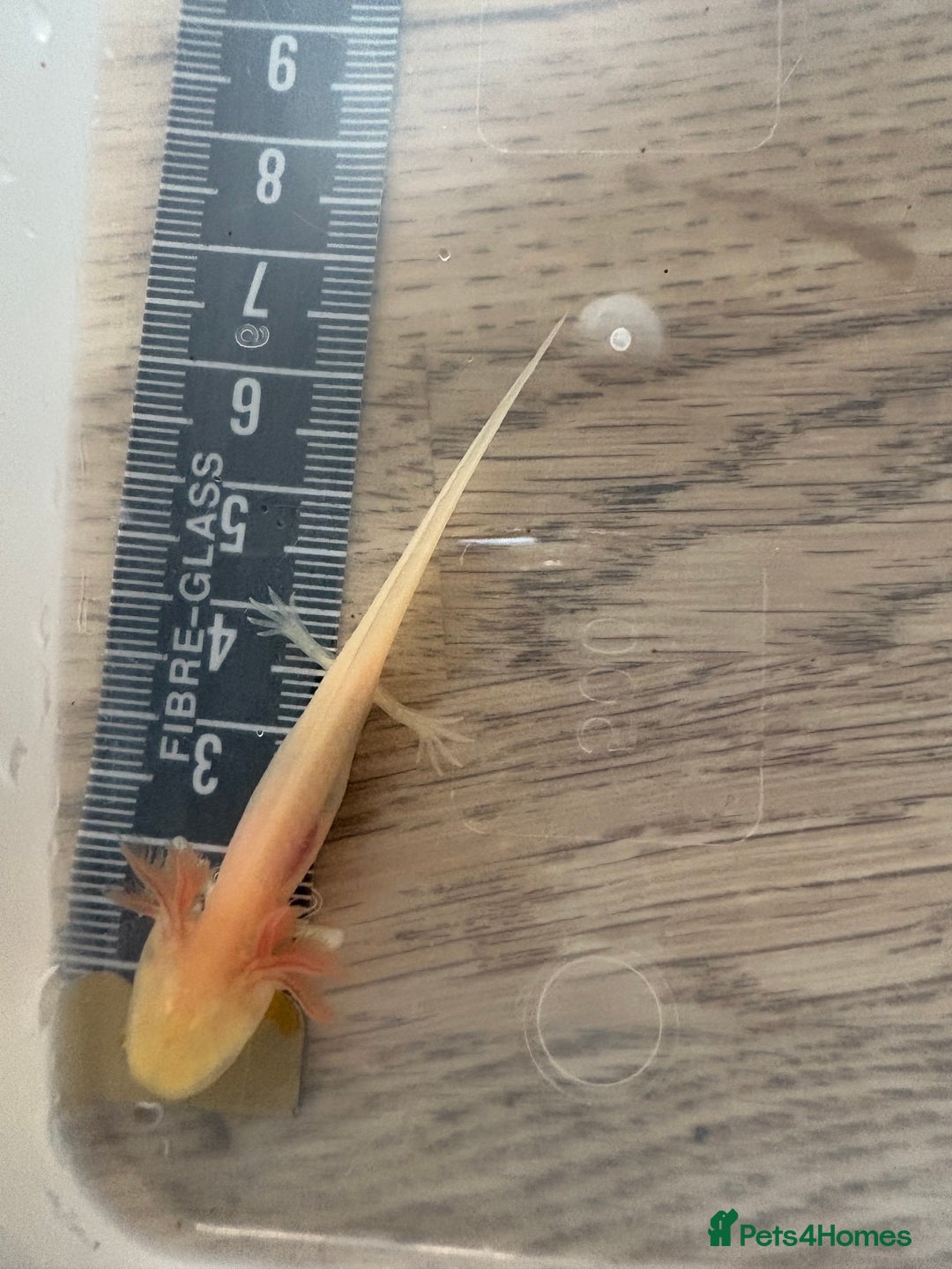 Axolotl reptiles for sale: 3 months old juvenile pink axolotls £22 in Welling - Image 4