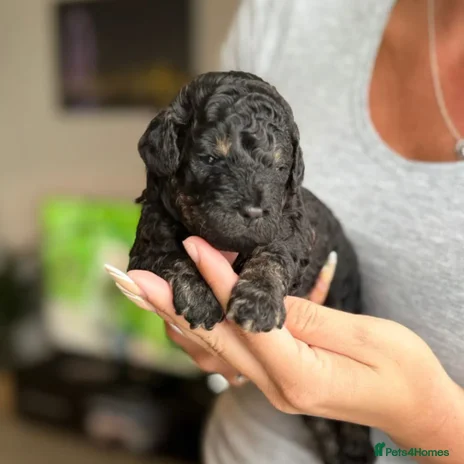 Toy Poodle dogs - Advert 1