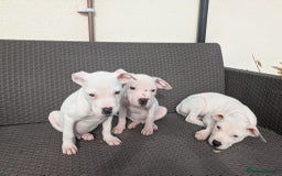 Mixed Breed dogs for sale: Chase is a gorgeous Ambull x puppy - Image 6