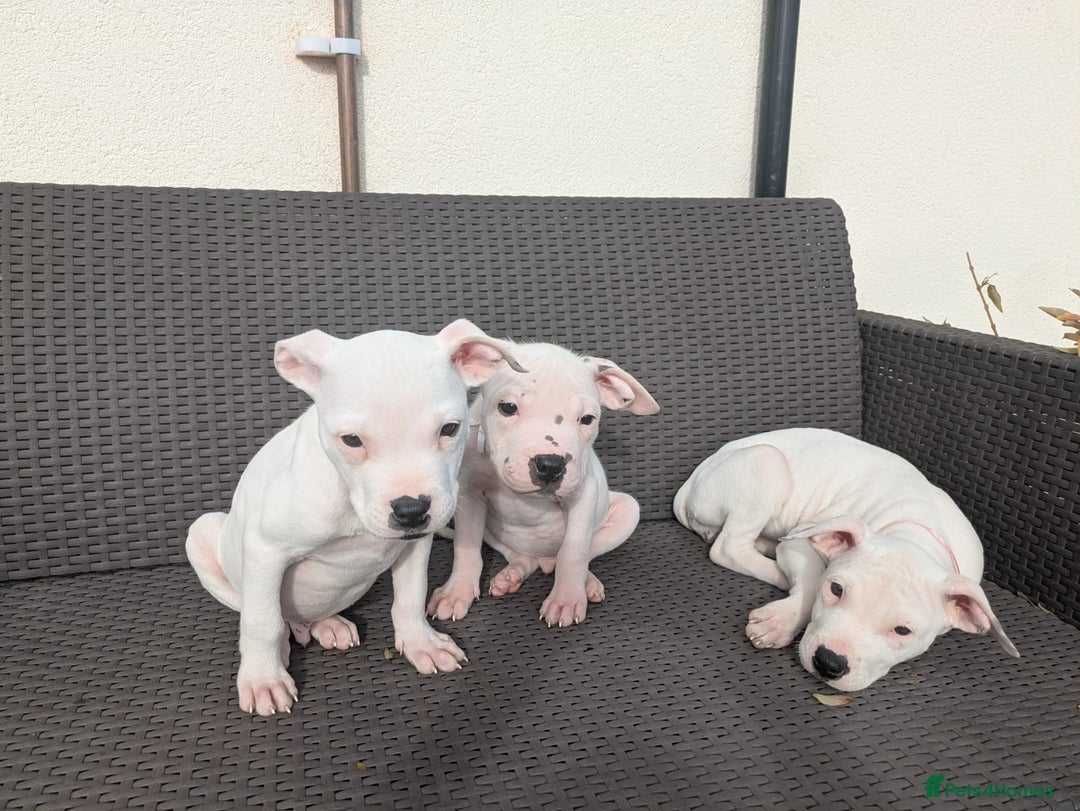 Mixed Breed dogs for sale: Chase is a gorgeous Ambull x puppy - Image 6