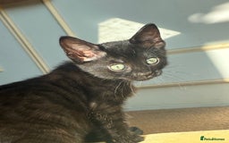 Bengal cats for sale: 5 kittens for sale  - Image 1