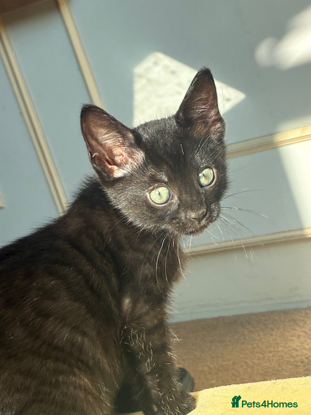Bengal cats for sale: 5 kittens for sale  - Image 1