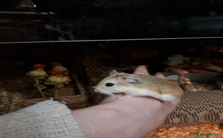 Hamster rodents - Advert 3