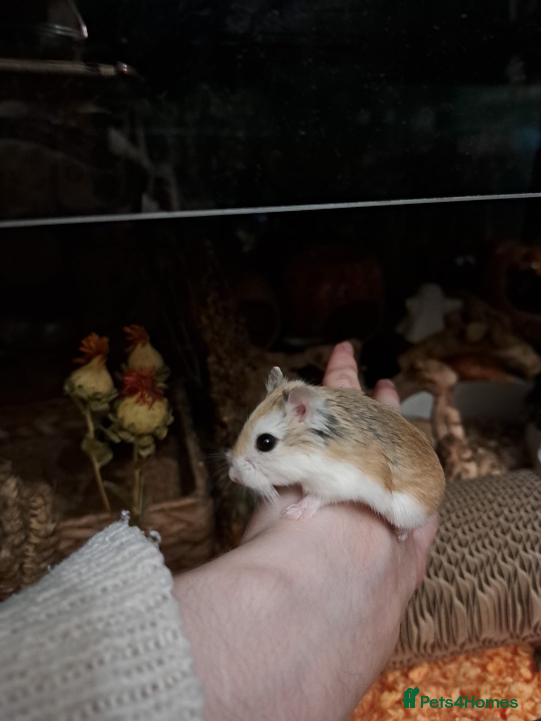 Hamster rodents for sale: Robovoski hamster - Image 1