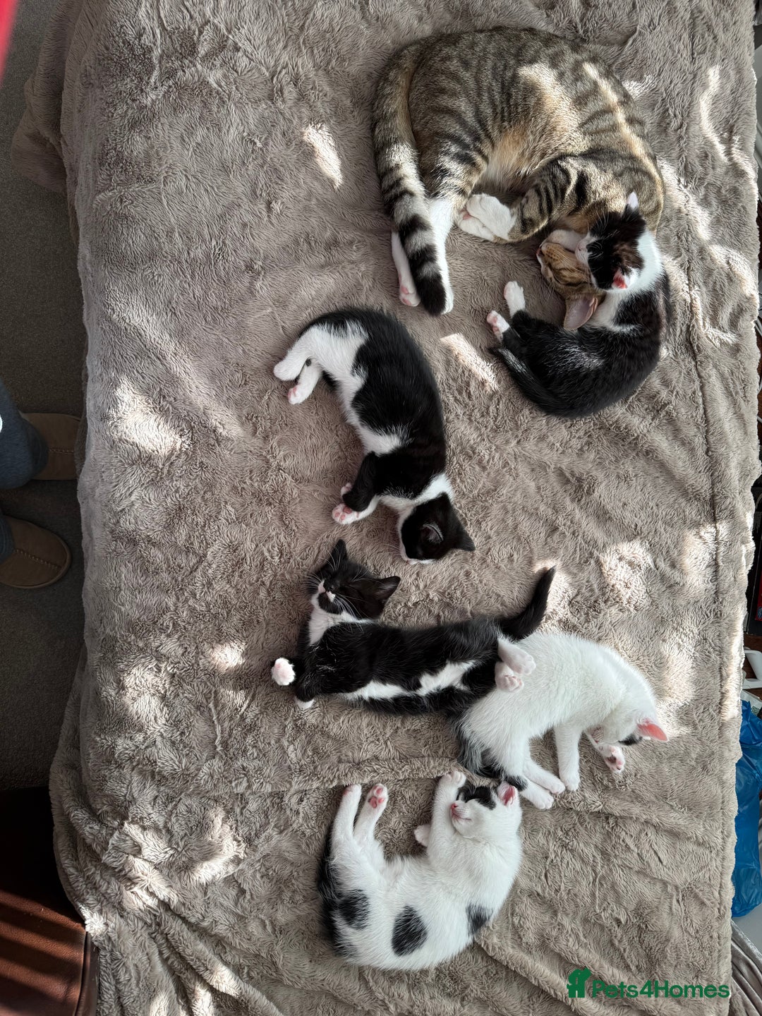 British Shorthair cats for sale: Kittens for sale - Image 23