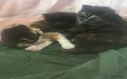 Domestic Shorthair cats for sale: Beautiful kittens ❤️ - Image 7