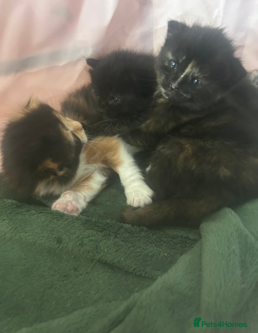 Domestic Shorthair cats for sale: Beautiful kittens ❤️ - Image 7