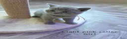 British Shorthair cats for sale: Adorable Pure British Short Hair Kittens - Advert 13