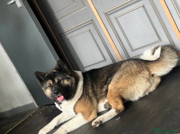 Gallery Image {{count}}