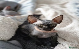 Sphynx cats for sale: Last boy TICA registered  - Image 28