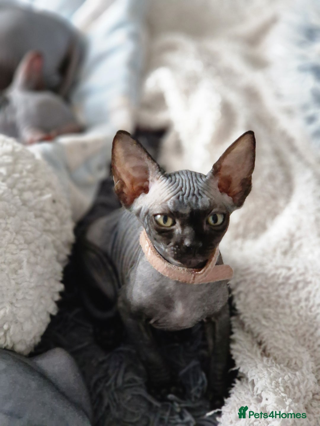 Sphynx cats for sale: Last boy TICA registered  - Image 28
