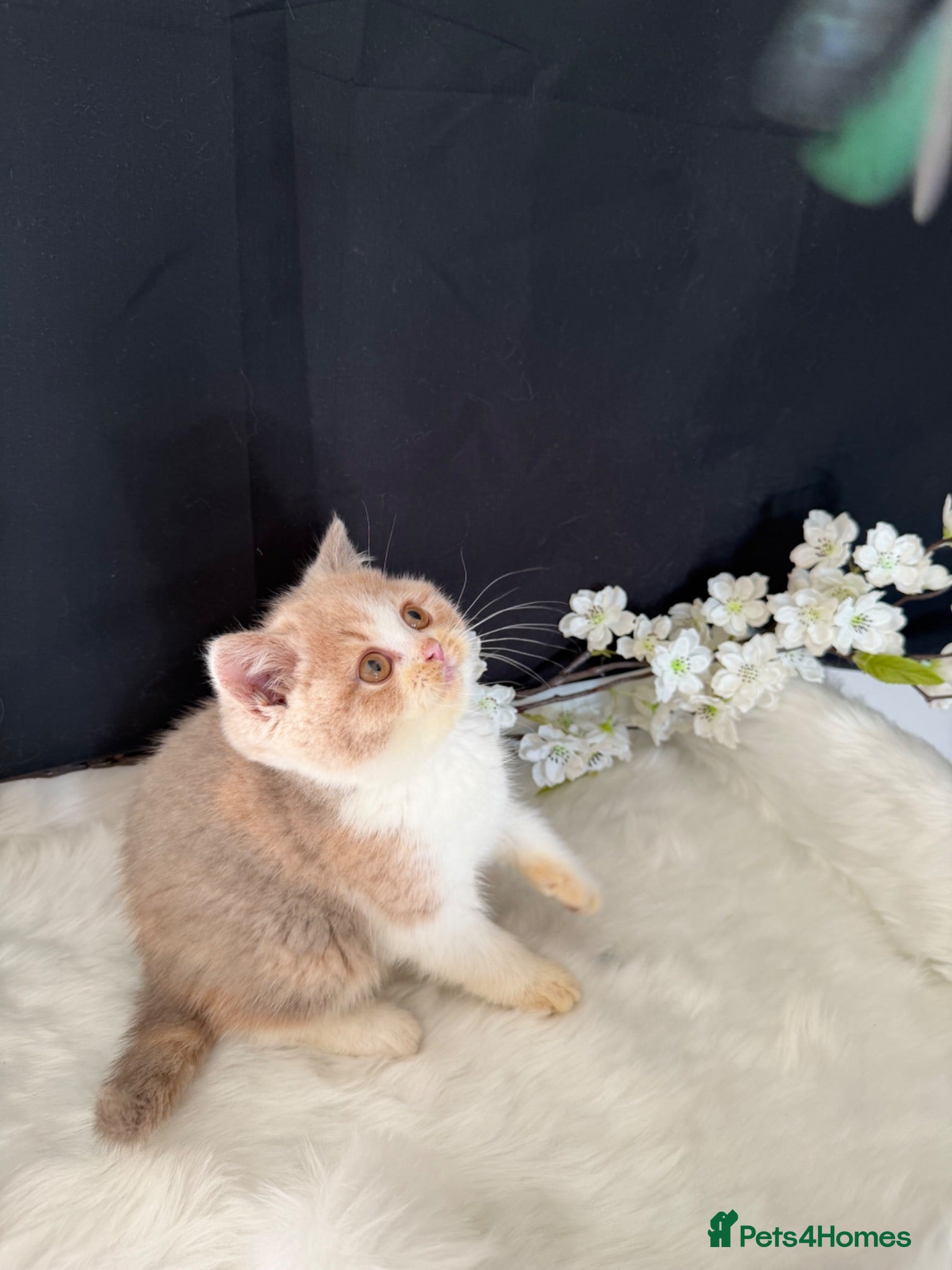 British Shorthair cats Full Pedigree Registered Breeder BSH Kittens  - Advert 5