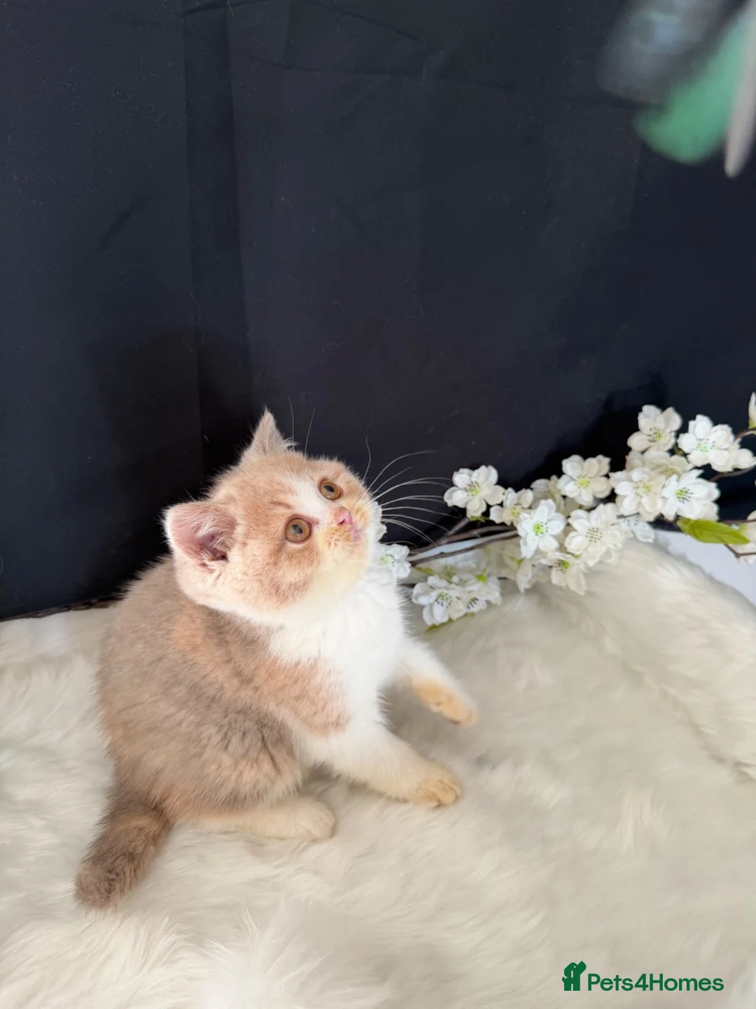 British Shorthair cats for sale: READY NOW or soon - Full Pedigree Registered BSH  - Advert 2
