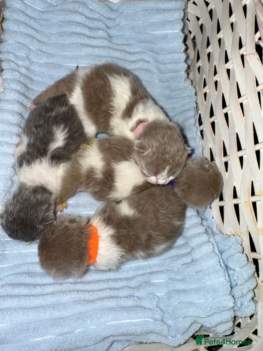 British Shorthair cats for sale: Pure British Shorthair outstanding quality 😻🥇🏆 - Advert 14