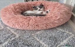 British Shorthair cats for sale: BSH from GCCF parents, champions in pedigree - Image 3