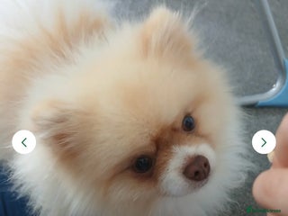 Pomeranian dogs - Advert 1