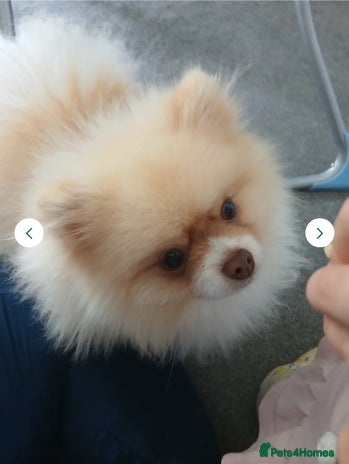 Pomeranian dogs - Advert 1