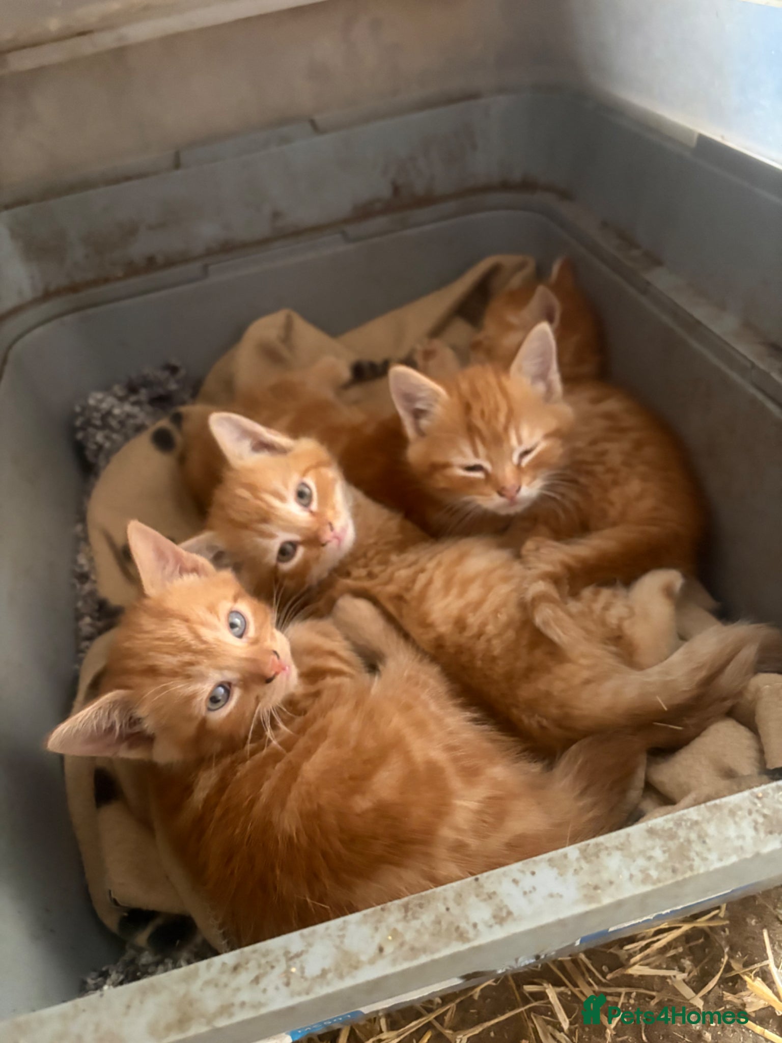 Mixed Breed cats 1 black Kitten ready now! 6 kittens ready 20/06/26 - Advert 1