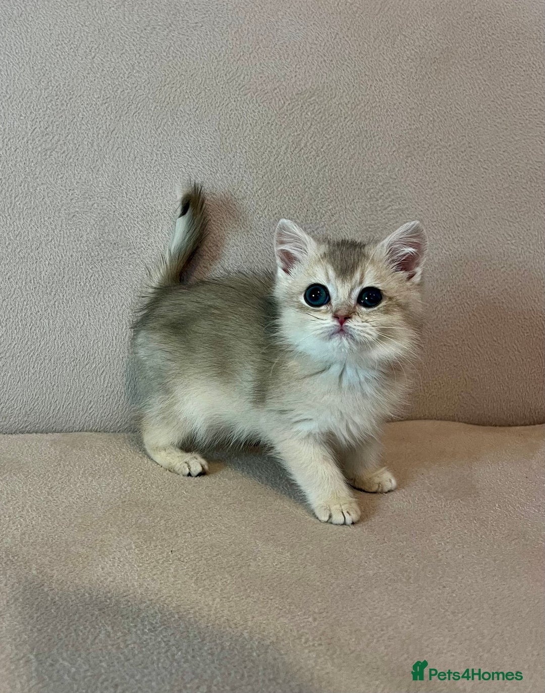 British Shorthair cats for sale: 🐾BSH Golden Kittens🐾  - Advert 21