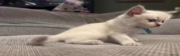 Ragdoll cats for sale: Three Stunning Blue Point Ragdoll Boys Available  - Advert 6