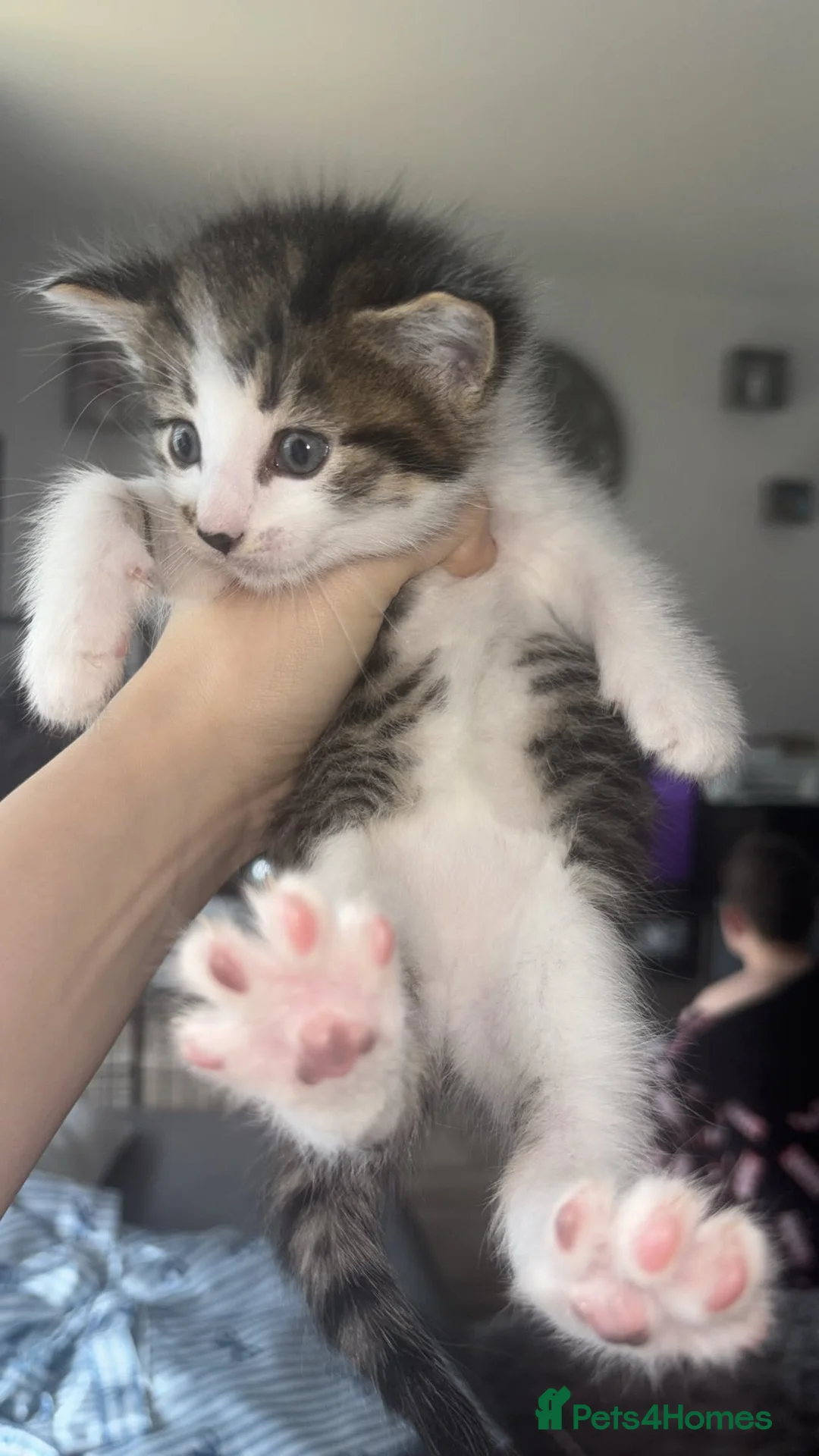 Mixed Breed cats for sale: 3 kittens  - Advert 8