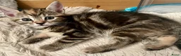 Bengal cats for sale: Bengal X Kittens With Famous Siblings!  - Advert 4