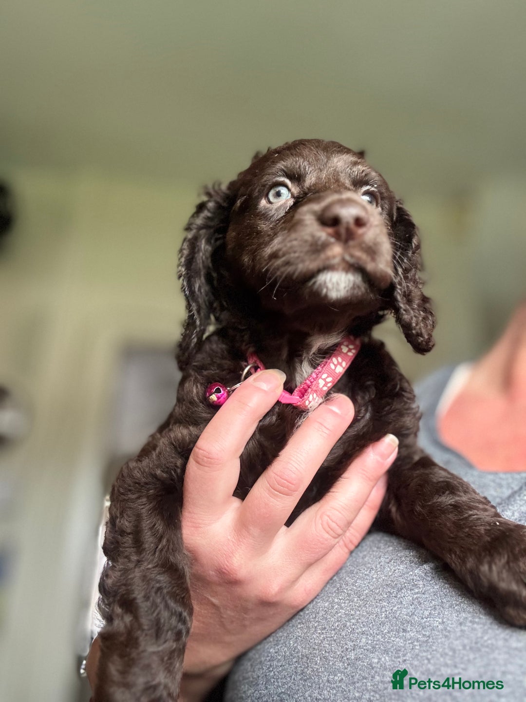 Cocker Spaniel dogs for sale: Cocker Spaniel pups. Ready 27/09/25 - Image 1