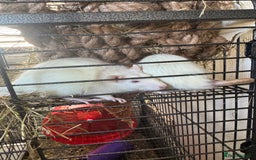Rat rodents for sale: X2 female rats with full set up - Image 3