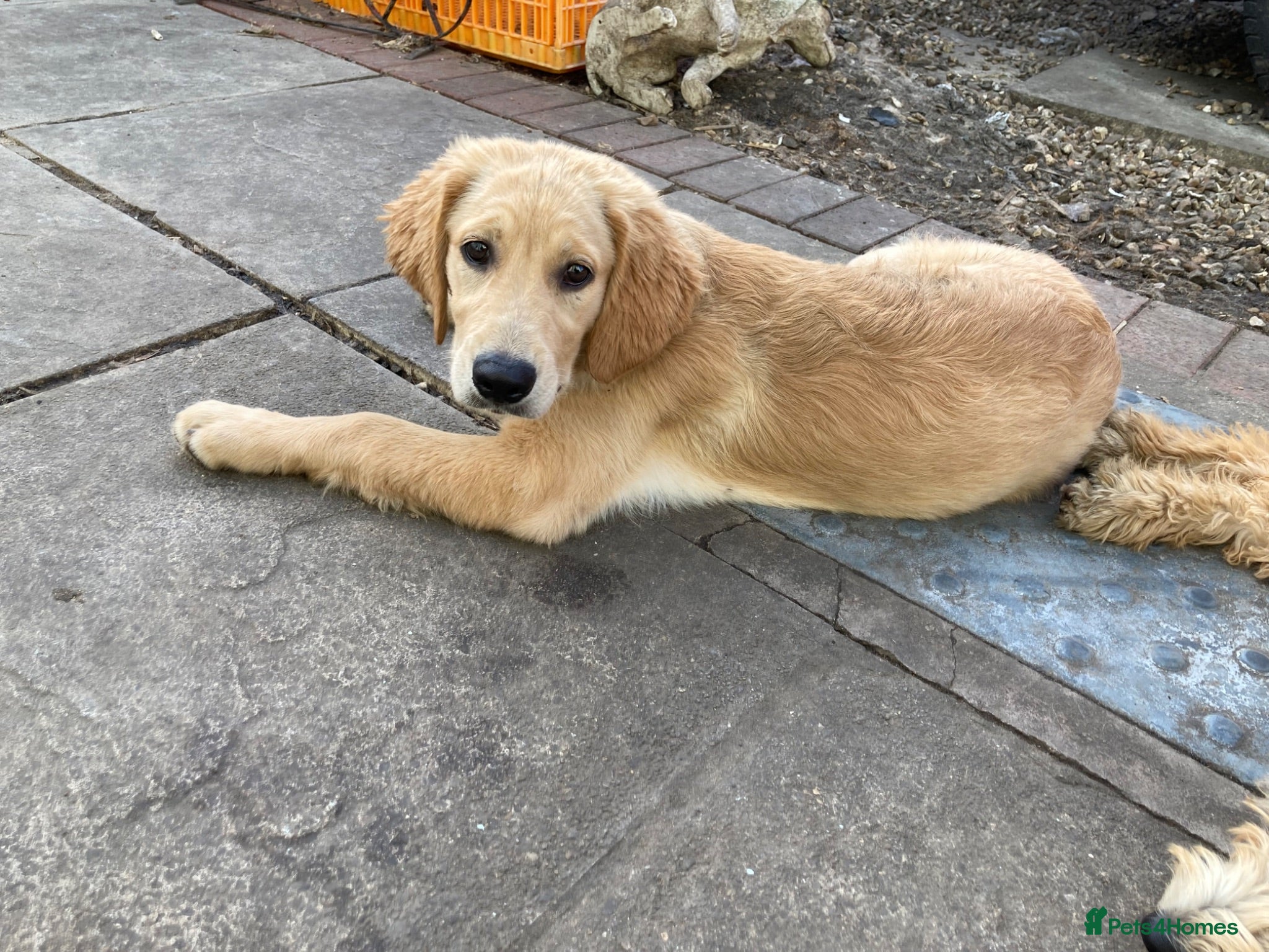 Goldendoodle dogs Goldendoodle pups - Advert 2