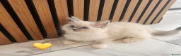 Ragdoll cats for sale: 🩷💕💝Stunning GCCF Registered Ragdoll Kittens😻😻 - Advert 32