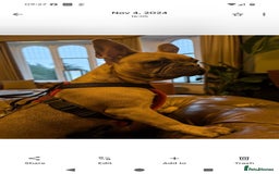 French Bulldog dogs for sale: Beautiful Well Bred French Bulldogs  - Image 11