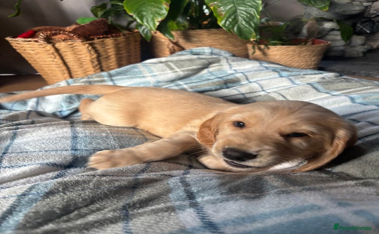 Cocker Spaniel dogs Cocker spaniels  - Advert 3