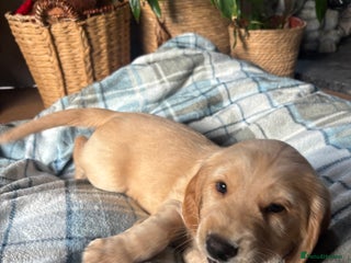 Cocker Spaniel dogs Cocker spaniels - Advert 11