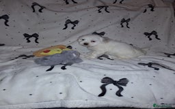 Malshi dogs for sale: Maltese x shihtzu  puppy white with beige ears - Image 11