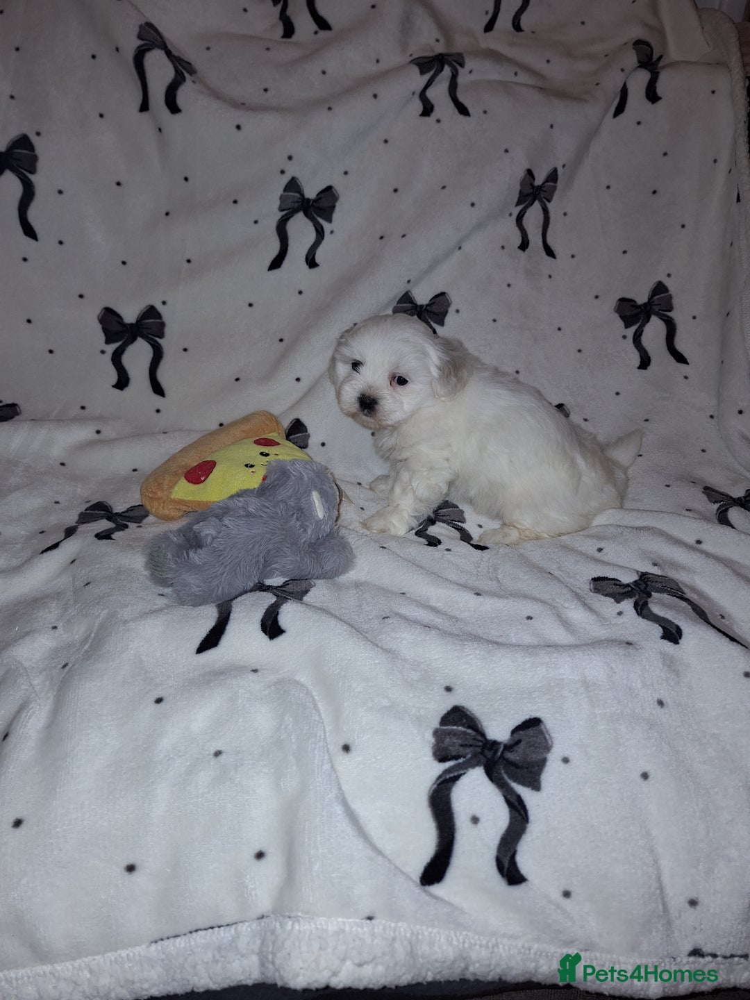 Malshi dogs for sale: Maltese x shihtzu  puppy white with beige ears - Image 11