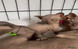 Sphynx cats for sale: Stunning Female Seal Point Canadian Sphynx Kitten - Image 10