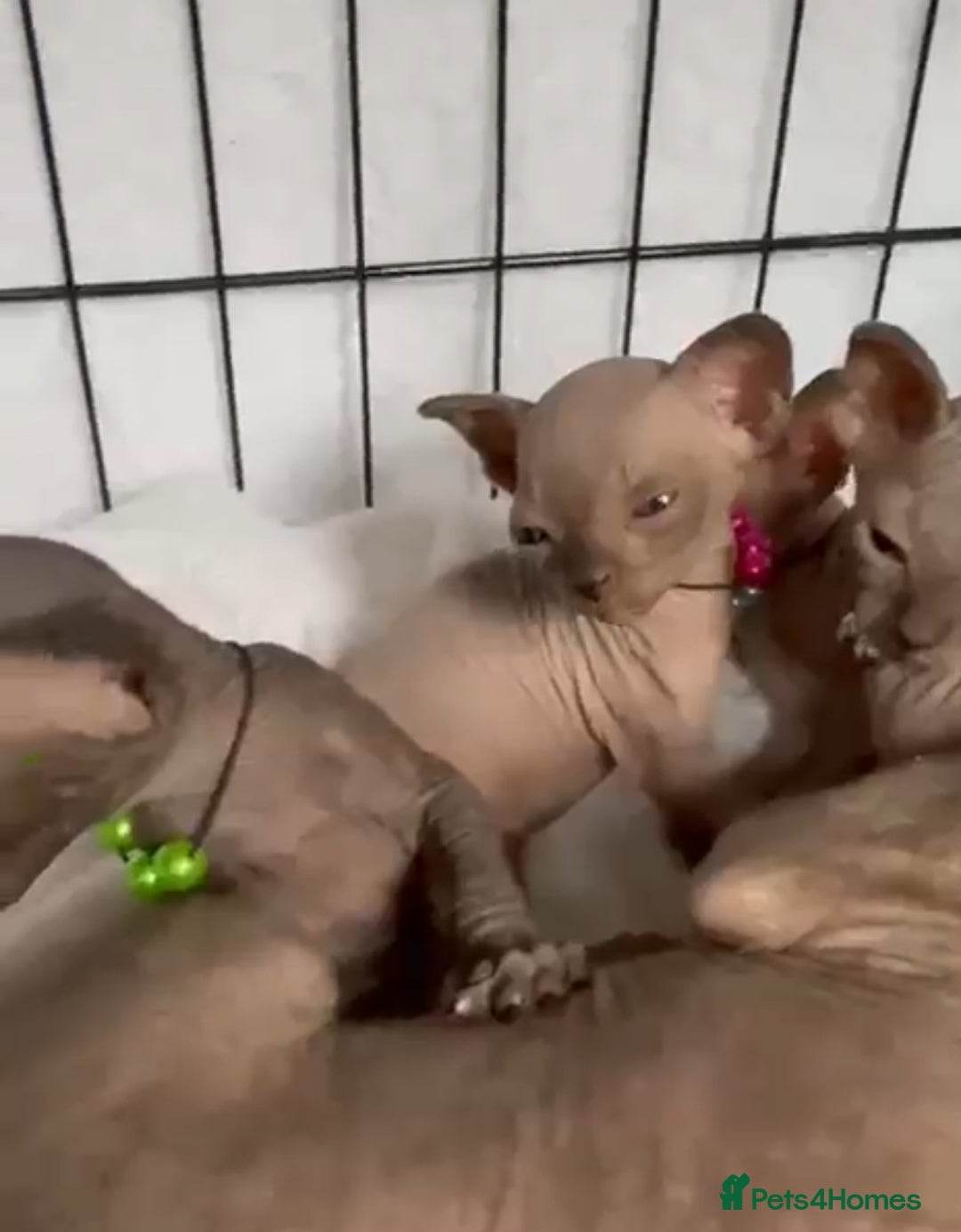 Sphynx cats for sale: Stunning Female Seal Point Canadian Sphynx Kitten - Image 10