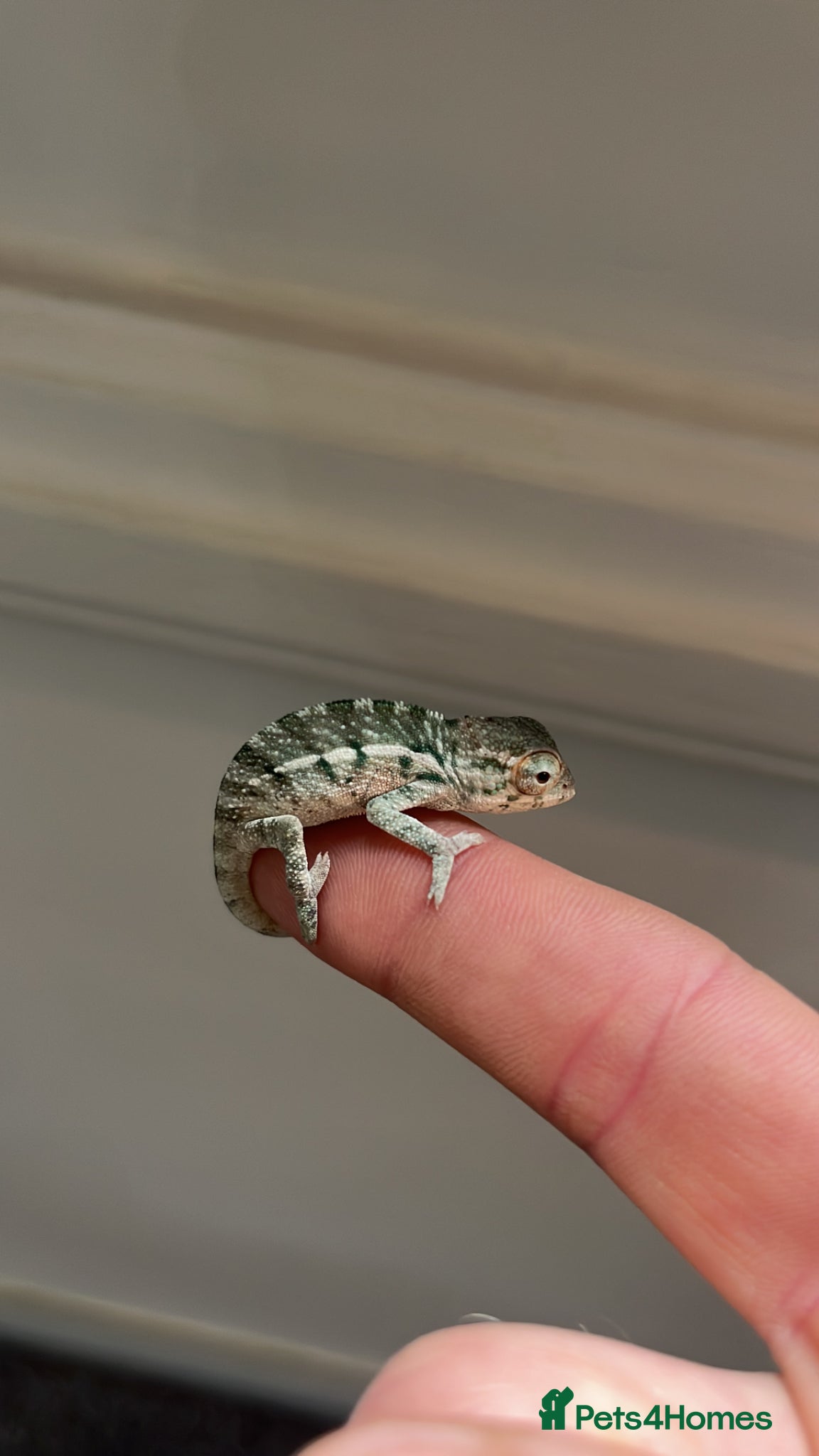 Chameleon reptiles Ambilobe Panther Chameleons Babies - Advert 2