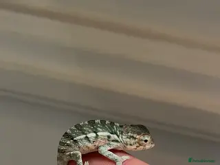 Chameleon reptiles Ambilobe Panther Chameleons Babies - Advert 2