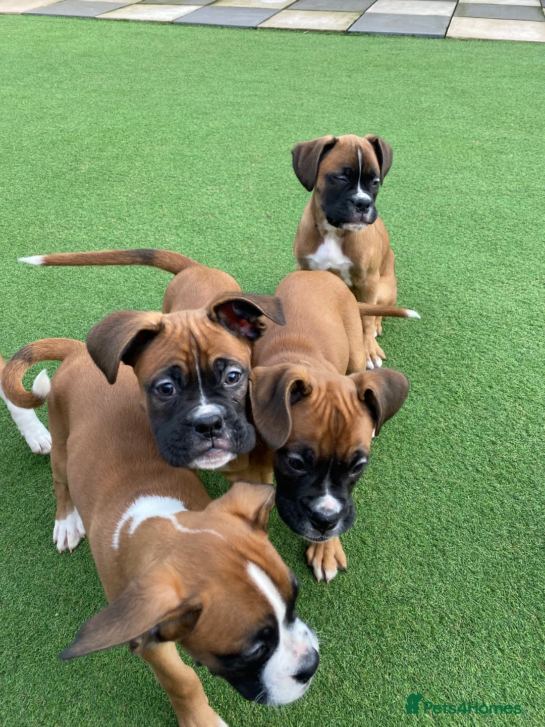 Boxer dogs for sale: Boxer puppies  - Advert 12