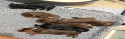 Sprocker dogs for sale: Beautiful Sprocker puppies  - Advert 14