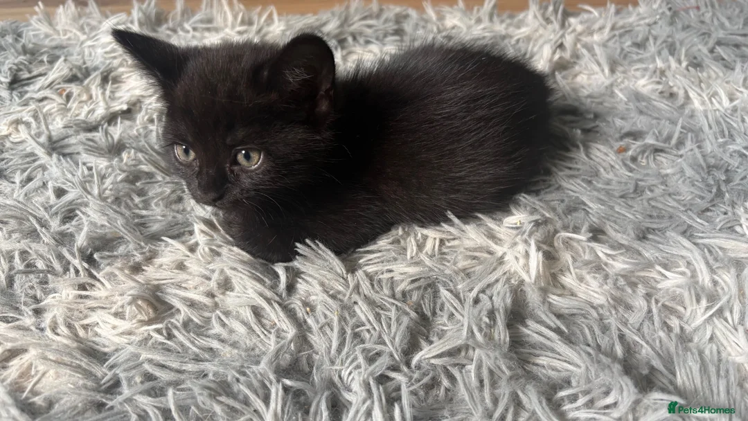 Mixed Breed cats for sale: Ready now half bengals  in Watford - Advert 1