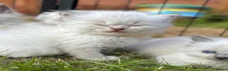 Ragdoll cats for sale: Blue Lynx Ragdoll kittens - Advert 8