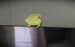 Ringnecks birds for sale: Male and Femele couple + Very good cage - Image 6