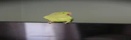 Ringnecks birds for sale: Male and Femele couple + Very good cage - Advert 7