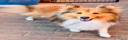 Shetland Sheepdog dogs for stud: Two amazing Shetland sheepdogs available for stud  - Advert 4